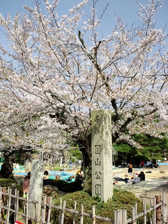 ≪　桜咲く春爛漫の京都　≫