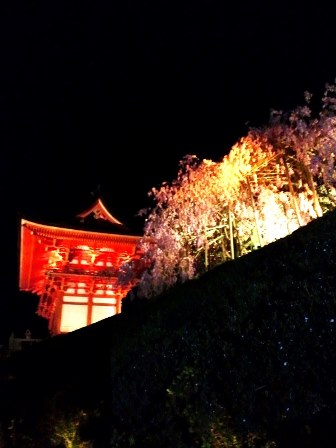 ≪　幻想の夜桜めぐり　≫　in　清水寺