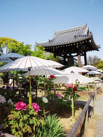 ≪　大輪の牡丹が咲き誇る　≫　in　乙訓寺