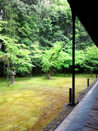 心を癒やす青もみじ　≪　大徳寺 ・ 高桐院　≫