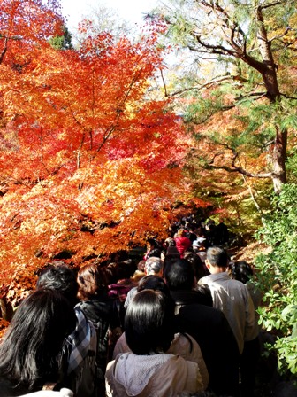 紅葉情報　第8弾　≪　東福寺　≫　11/25（金）