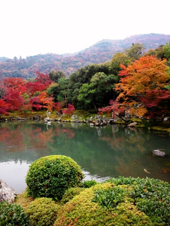紅葉情報　第15弾　≪　天龍寺　≫　11/28（月）