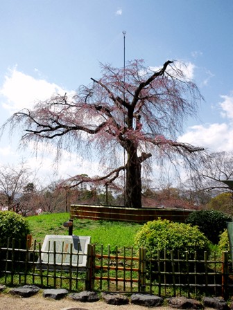 桜の名所　≪　円山公園　≫　開花状況♪