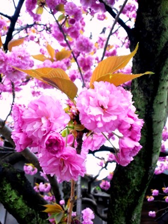 ≪　京都は八重の桜が満開へ♪　≫