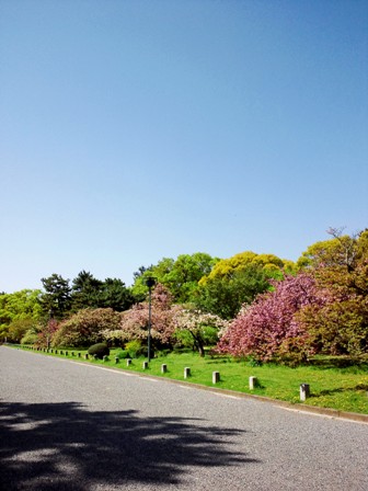 らくたび 若村亮 の 京都の旅コラム 八重桜が満開 In 京都御苑 出水の小川