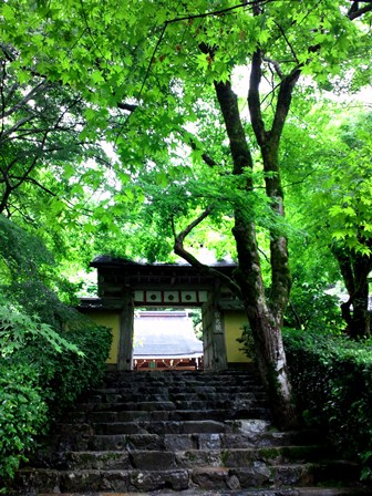 梅雨に濡れて輝く　≪　大原・寂光院　≫