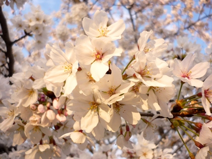壬生・伏見の桜