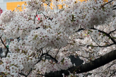 京　桜の季節