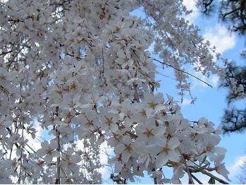 本満寺のしだれ桜