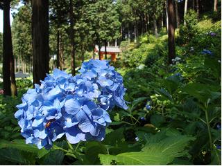 三室戸寺の紫陽花