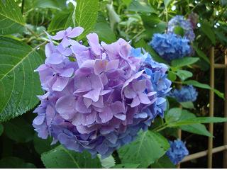 三室戸寺の紫陽花