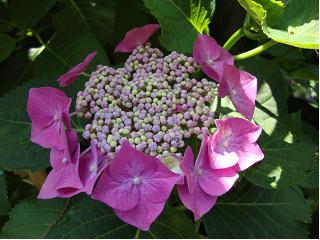 三室戸寺の紫陽花