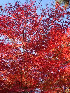 龍安寺の紅葉