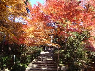 龍安寺の紅葉