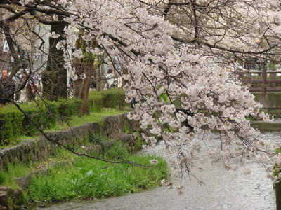 河原町近辺 桜その3　サンチョ