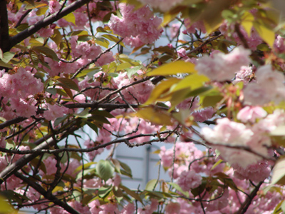 四条木屋町牡丹桜は満開