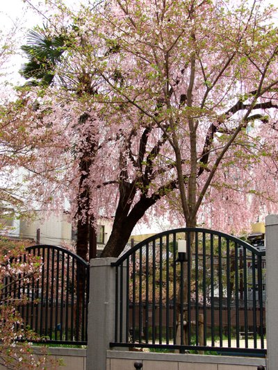 木屋町のしだれ桜は満開