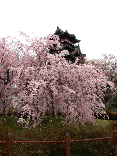 伏見城しだれ桜は今が盛り