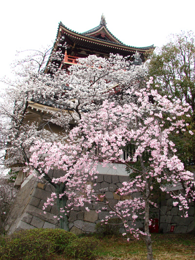 サンチヨより伏見桃山城桜は満開