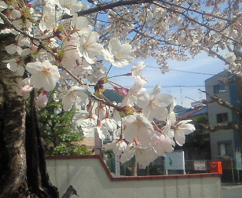桜が入学式の頃まで咲いている