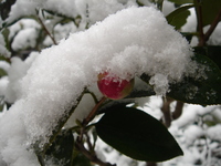 雪の椿＠うちの庭