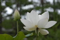 すすり茶