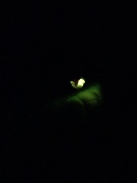 休みの夜は。
