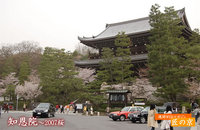 ２００７春の桜特集～「知恩院」１