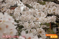 ２００７春の桜特集～「知恩院」最終章