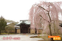 ２００７春の桜特集～「高台寺」第１弾