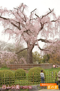 ２００７春の桜特集～「円山公園」１