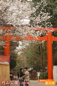 ２００７春の桜特集～「円山公園」最終章
