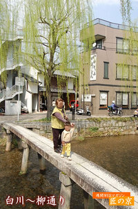 京都風情たっぷりの～「白川　柳通り」最終章