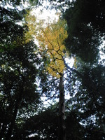 １０月