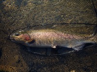 1月5日朽木渓流魚センター（前半）