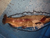 １月５日釣り日記（朽木渓流魚センター後半）