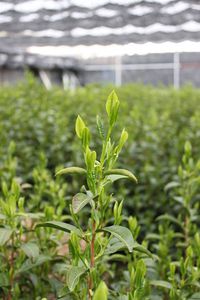 もうすぐ茶摘み