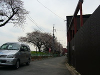 京都の介護タクシー！桜開花情報。