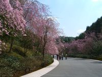 信楽の桜