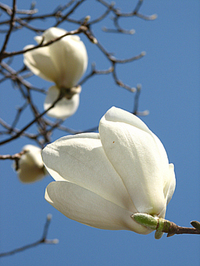 京都御苑・白木蓮も咲き始めました。