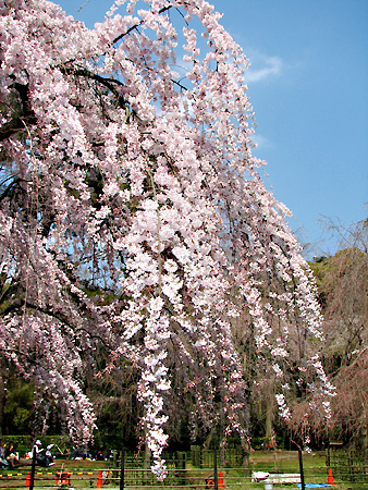 京都御苑・近衛邸跡の糸桜
