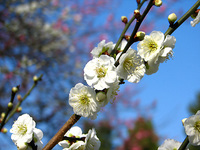 京都御苑の梅林　わたし好みの白梅です。
