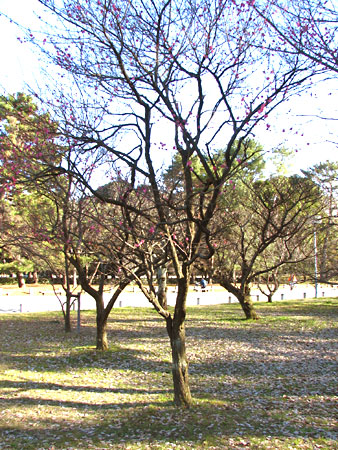 京都御苑の梅林で、ちらほらと…