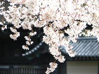 京都御苑　近衛の糸桜の周辺
