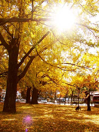東本願寺の銀杏も秋真っ盛り！