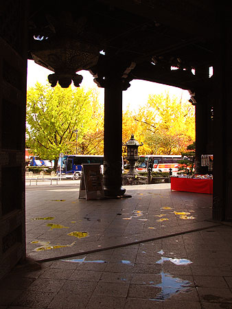 東本願寺の銀杏も秋真っ盛り！