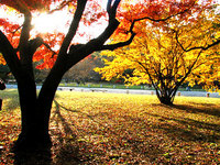 晩秋の京都御苑　紅葉もみじはステンドグラス