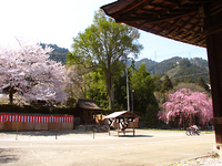 「山王祭」を控えて坂本は桜満開