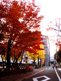 下京区正面通東中筋東入の紅葉