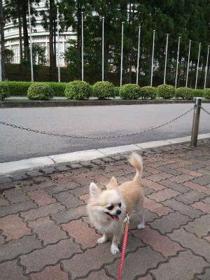 散歩ちわわ・・リヨンちゃん